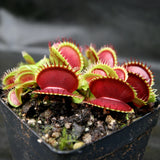 Venus Flytrap - Dionaea muscipula Bimbo