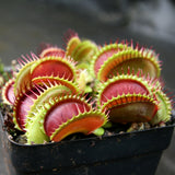 Venus Flytrap - Dionaea muscipula Bimbo