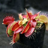 Venus Flytrap- Dionaea muscipula 'Dingley Giant'