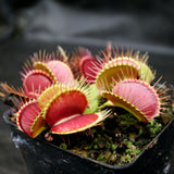 Venus Flytrap- Dionaea muscipula 'DCXL'