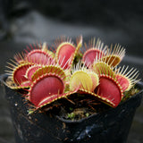 Venus Flytrap- Dionaea muscipula 'DCXL'