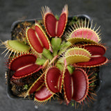 Venus Flytrap- Dionaea muscipula 'DCXL'