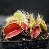 Venus Flytrap- Dionaea muscipula 'DCXL'