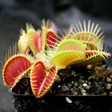 Venus Flytrap- Dionaea muscipula 'DCXL'