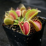 Venus Flytrap- Dionaea muscipula 'DCXL'