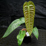 Anthurium veitchii, King Anthurium