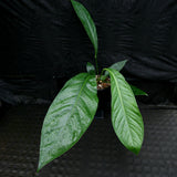 Anthurium cubense x pendulifolium (same cross as Big Bill)