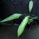 Anthurium cubense x pendulifolium (same cross as Big Bill)