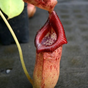 Nepenthes robcantleyi x (sibuyanensis x ventricosa), BE-3748