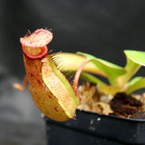 Nepenthes robcantleyi x (sibuyanensis x ventricosa), BE-3748