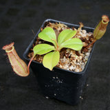 Nepenthes robcantleyi x (sibuyanensis x ventricosa), BE-3748