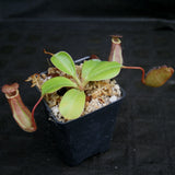 Nepenthes robcantleyi x (sibuyanensis x ventricosa), BE-3748