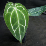 Anthurium crystallinum x forgetii, CAR-0154