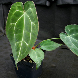 Anthurium crystallinum x forgetii, CAR-0154