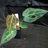 Anthurium crystallinum x forgetii, CAR-0154