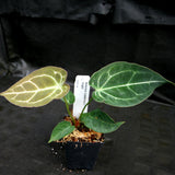 Anthurium crystallinum x forgetii, CAR-0154