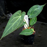 Anthurium crystallinum x forgetii, CAR-0154