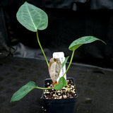 Anthurium crystallinum x forgetii, CAR-0154