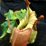 Nepenthes veitchii ("Big Mama" x "Pink Candy Cane"), CAR-0001 - Exact Plant 03/15/24