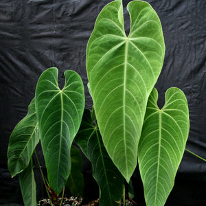 Anthurium queremalense