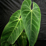 Anthurium queremalense