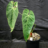 Anthurium queremalense