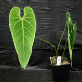 Anthurium queremalense