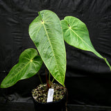 Anthurium queremalense