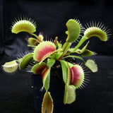 Venus Flytrap "King Henry" (Dionaea muscipula)