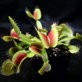 Venus Flytrap "King Henry" (Dionaea muscipula)