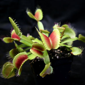 Venus Flytrap "King Henry" (Dionaea muscipula) Wholesale