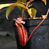 Nepenthes gymnamphora, BE-4059