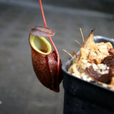 Nepenthes gymnamphora, BE-4059