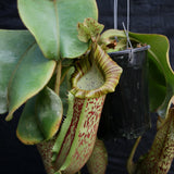 Nepenthes veitchii "Big Mama" x platychila "white", CAR-0031