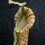 Nepenthes veitchii "Big Mama" x platychila "white", CAR-0031