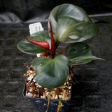 Philodendron Red Heart