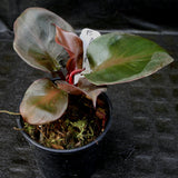 Philodendron Red Heart