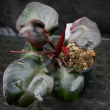 Philodendron Red Heart