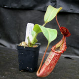 Nepenthes tiveyi "Sarawak Red"