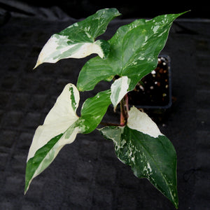 Syngonium albo variegated