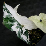 Syngonium albo variegated