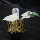 Syngonium albo variegated