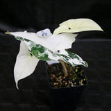 Syngonium albo variegated