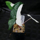 Syngonium albo variegated