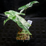 Syngonium albo variegated