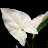 Syngonium albo variegated