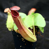 Nepenthes truncata (D#1 x C-E), CAR-0167