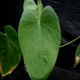 Anthurium rotundistigmatum