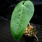 Anthurium rotundistigmatum