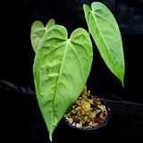 Anthurium rotundistigmatum